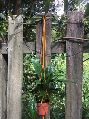 Image of Palm Macrame Hanger