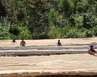 (New) Ethiopian Sidama Region  "Organic Coffee"