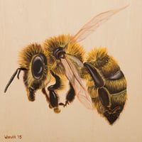 Image 1 of The Hive - Giclèe Bee Prints 