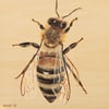 The Hive - Giclèe Bee Prints 