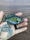 4’ Inch Crappie Patch