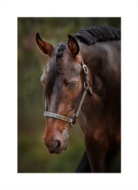 'BAY QUARTERHORSE'