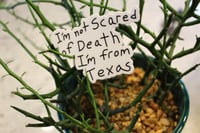 Image 2 of I'm not Scared of Death I'm from Texas sticker