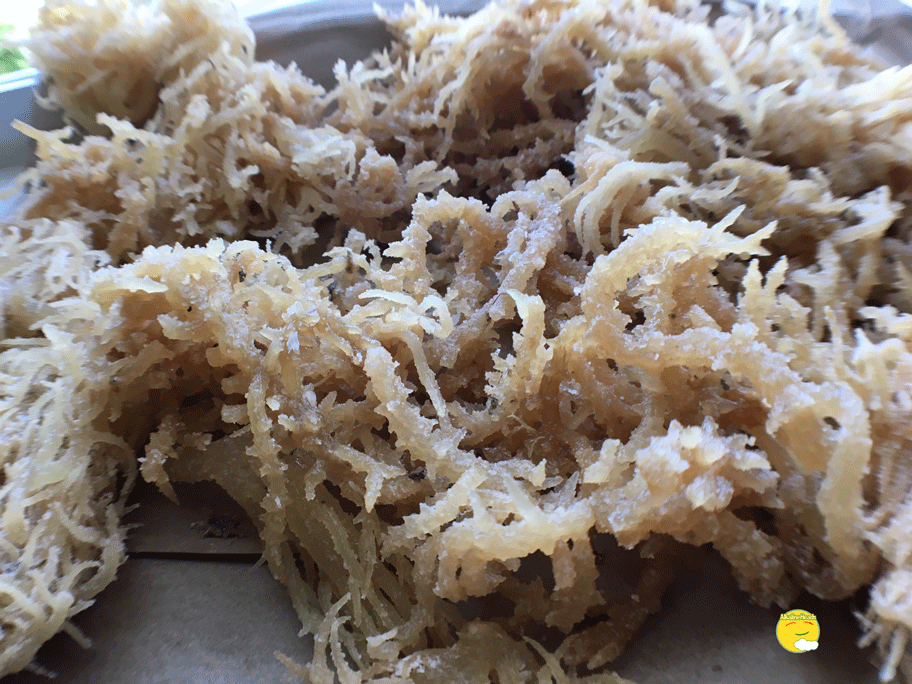 Image of Wild Crafted Sea Moss