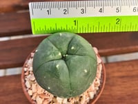 Lophophora Williamsii Peyote Mega Rare Cactus Live Plant (LW3)