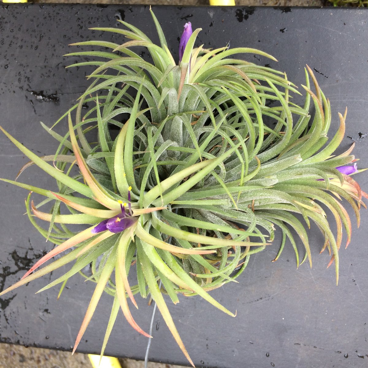 Image of Tillandsia ionantha clump large