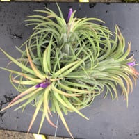 Image 2 of Tillandsia ionantha clump large