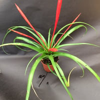 Image 1 of Tillandsia flabellata