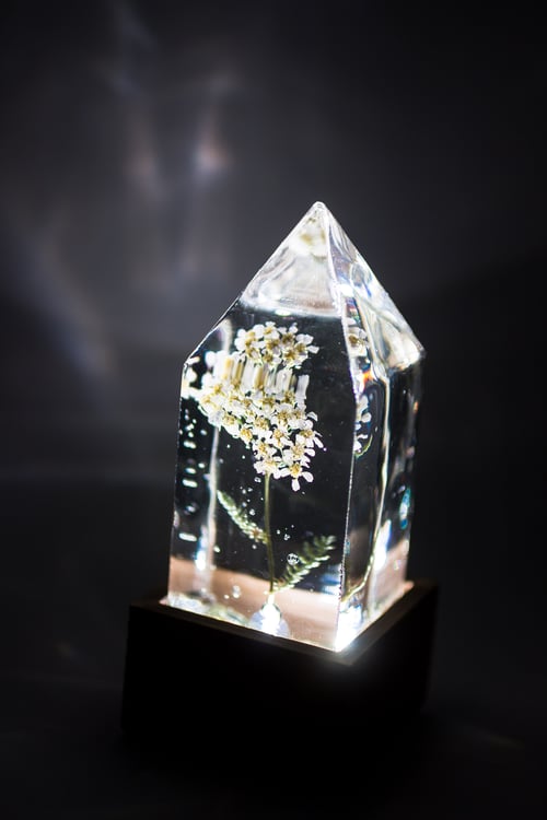 Image of Yarrow (Achillea millefolium) - Floral Prism Light #1