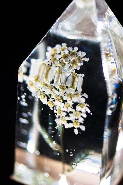Image of Yarrow (Achillea millefolium) - Floral Prism Light #1