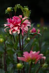 Floral Fundamentals Workshop :: DAHLIA HAPPY HOUR