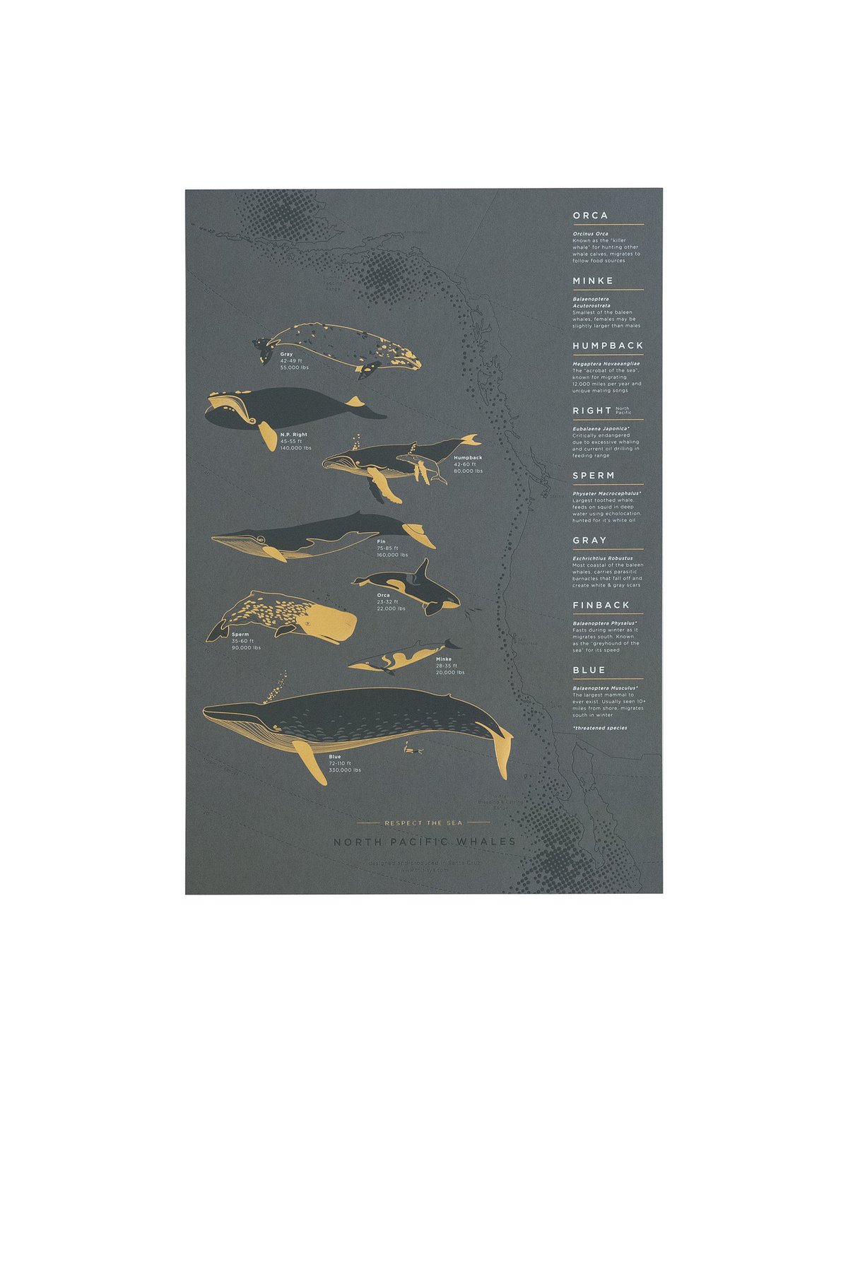 Image of North Pacific Whale Migration Letterpress Poster