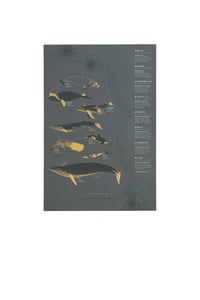 Image 2 of North Pacific Whale Migration Letterpress Poster