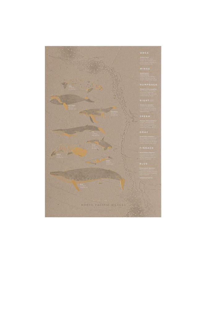 Image of North Pacific Whale Migration Letterpress Poster