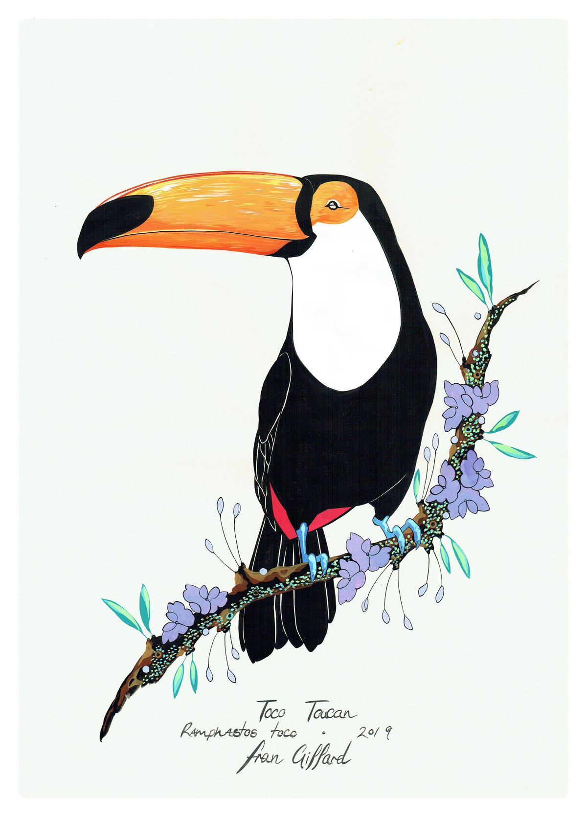 Image of After Audubon . Toco Toucan