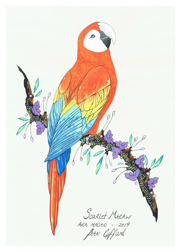 Image of After Audubon . Scarlet Macaw