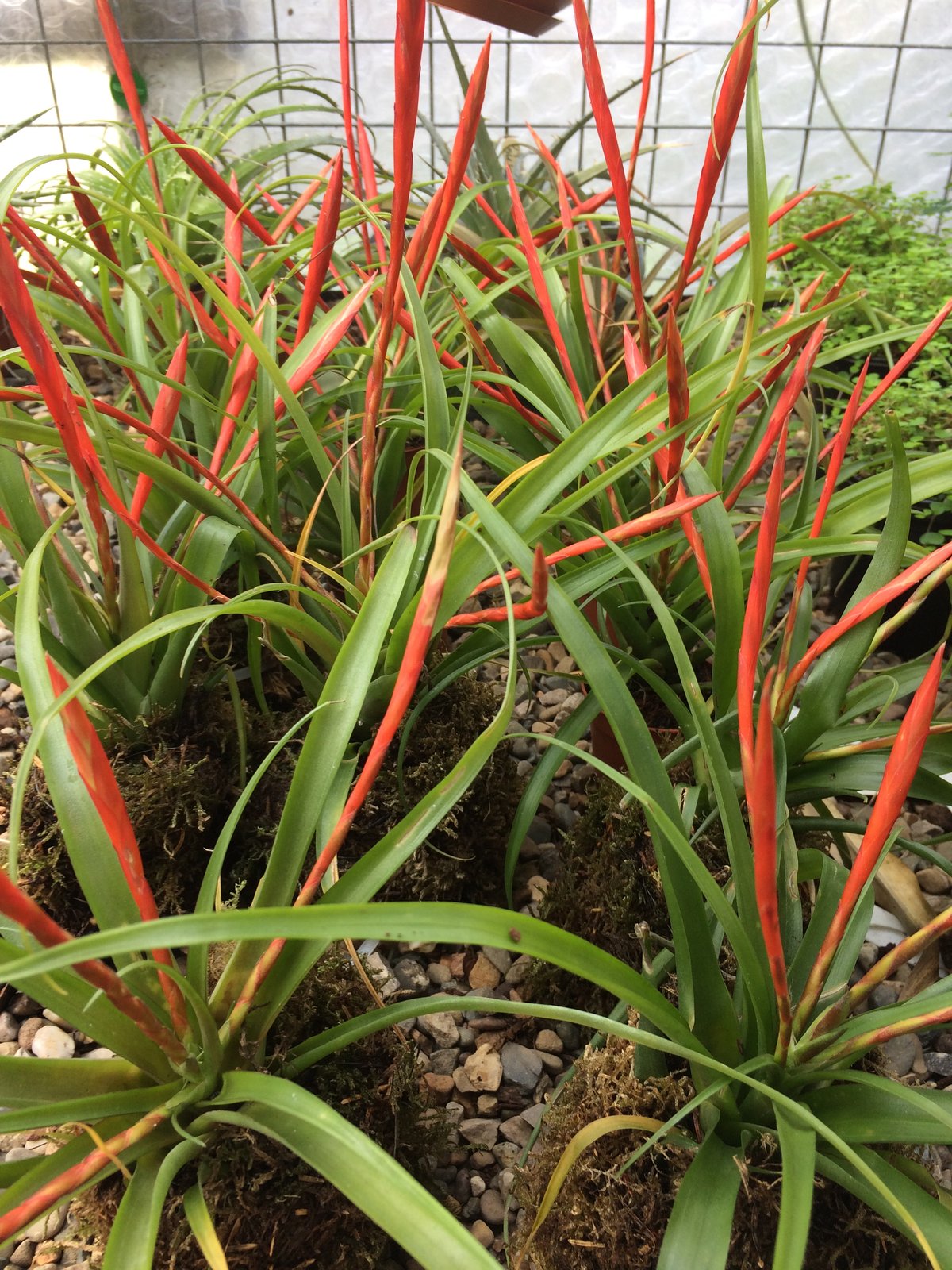 Image of Tillandsia flabellata