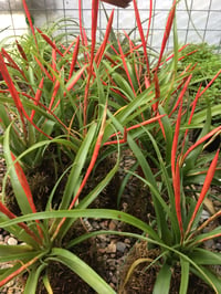 Image 2 of Tillandsia flabellata