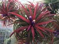 Image 5 of Tillandsia ionantha clump large