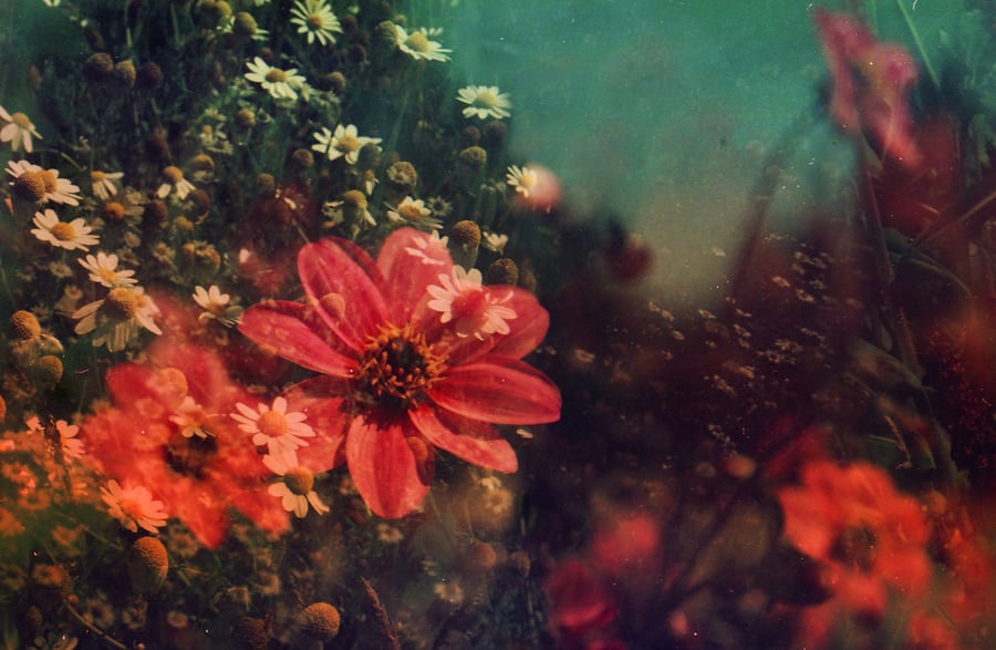 Image of The Levity Of Summer.