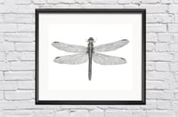 Image 1 of Dragonfly