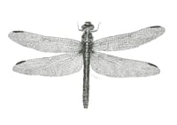 Image 2 of Dragonfly