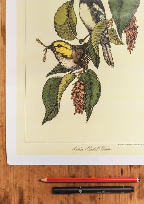 Image of Golden-Cheeked Warbler
