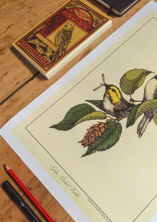 Image of Golden-Cheeked Warbler