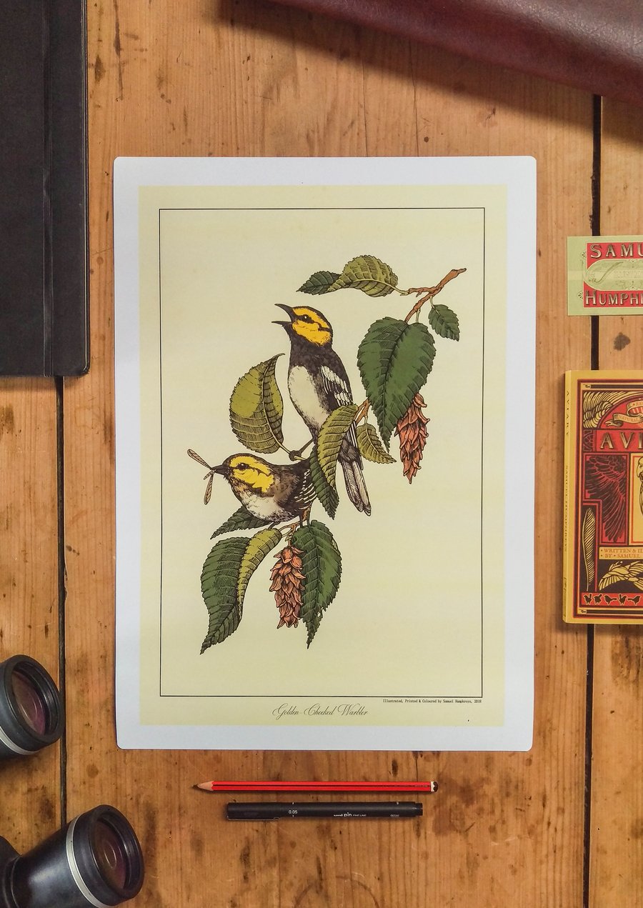 Image of Golden-Cheeked Warbler