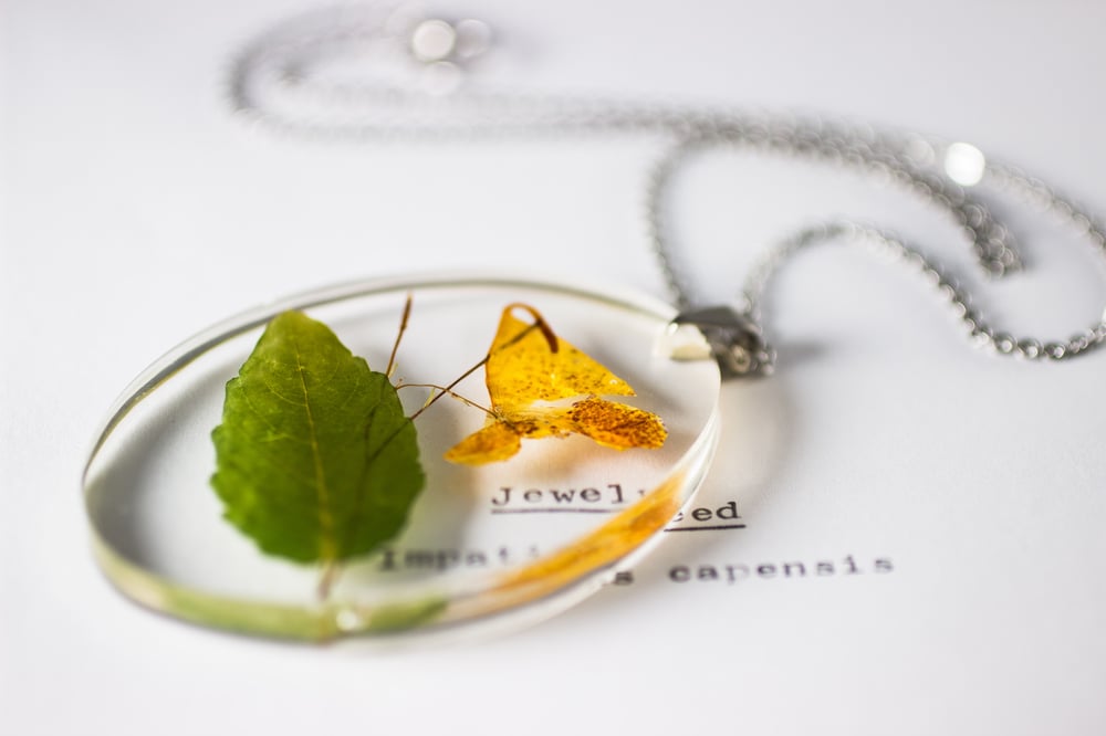 Image of Jewelweed (Impatiens capensis) - Medium Oval #2