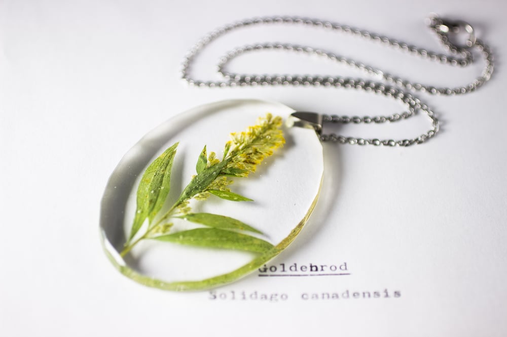 Image of Goldenrod (Solidago canadensis) - Large Oval #1