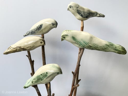 Image of Birds