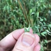 Milky Oats Extract