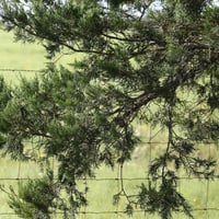 Cedarwood Essential Oil 