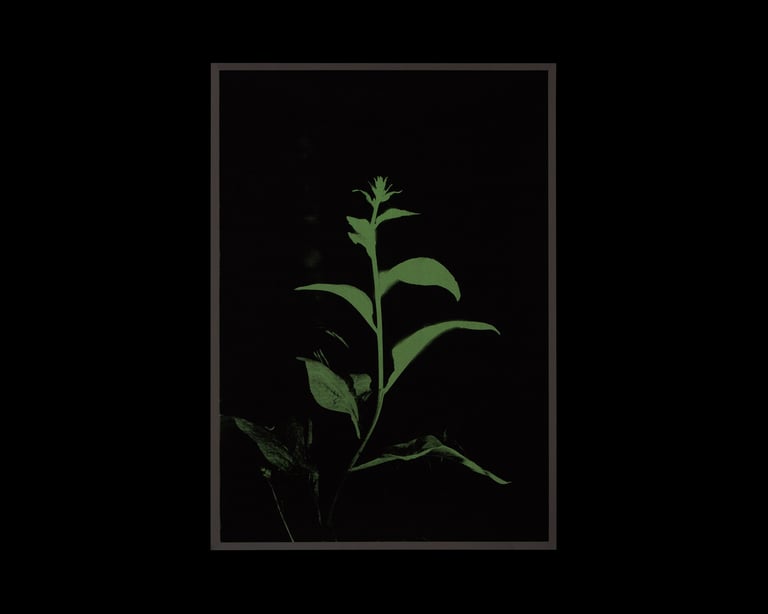 Coley Brown - Silkscreen Glow Print Image 2