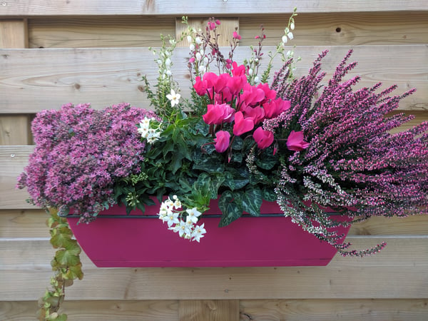 Image of In the Pink! September Balcony Box