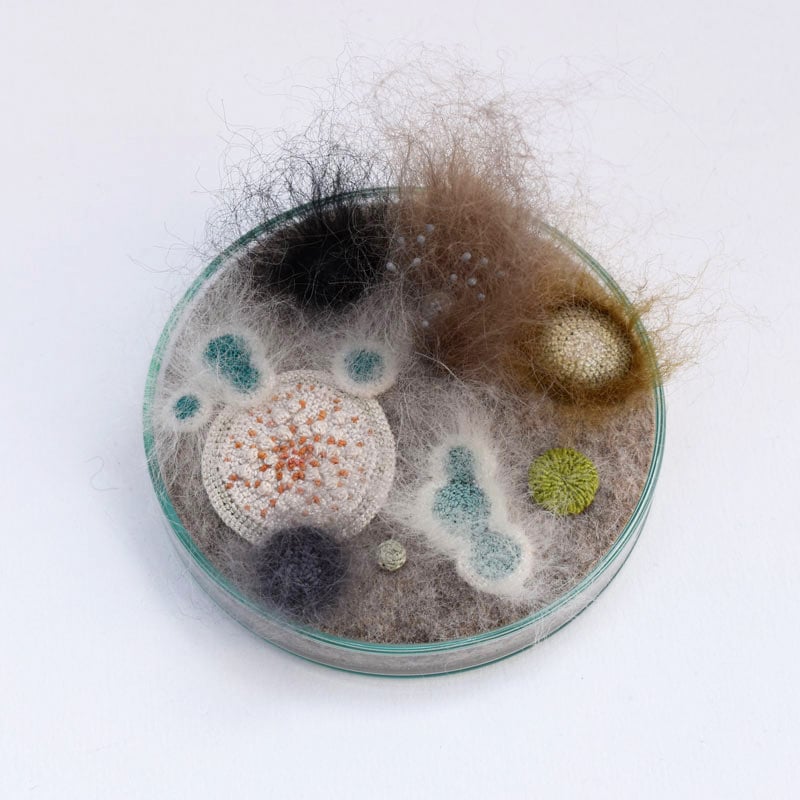 Image of Made to order petri dish