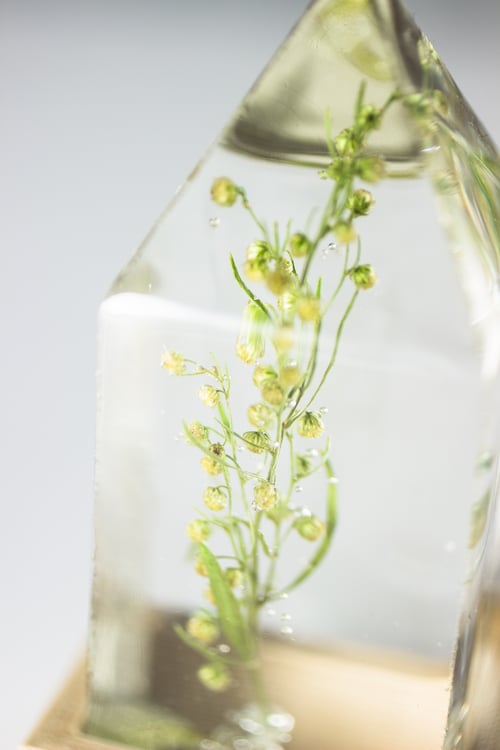 Image of Wormwood (Artemisia absinthium) - Floral Prism Light