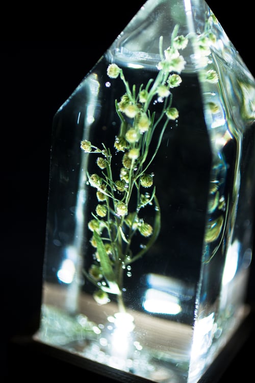 Image of Wormwood (Artemisia absinthium) - Floral Prism Light