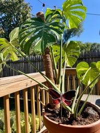 Image 2 of BUTTERFLY PLANT STAKE