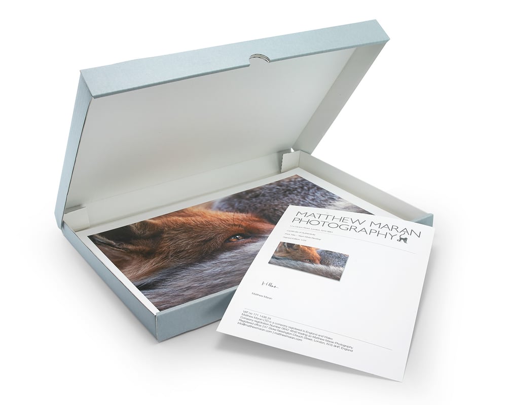 Image of Alert Resting