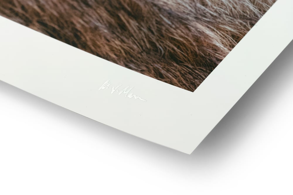 Image of Alert Resting