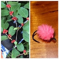 Image 3 of Slush Fund Carp Berry