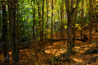 'Autumn Melody' PRINT
