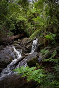 'Olinda Falls' PRINT