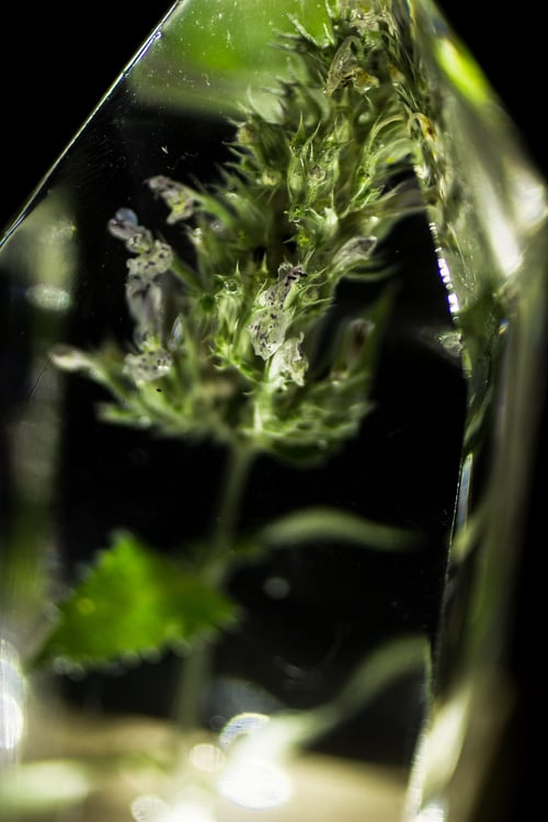 Image of Catnip (Nepeta cataria) - Floral Prism Nightlight #2