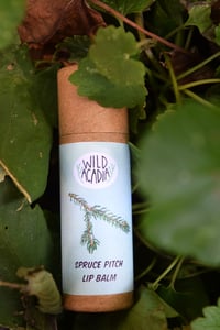 Spruce Pitch Lip Balm