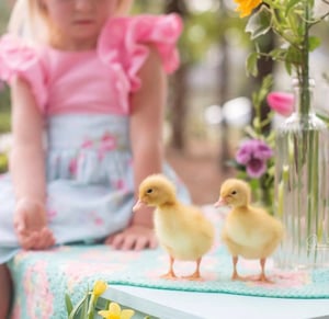 Image of STUDIO spring mini sessions