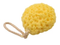 Image 2 of Dead Sea Sponge