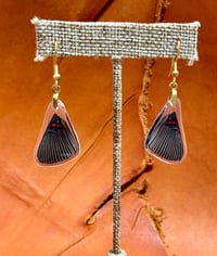 Image 1 of Apollo Metalmark Forewings